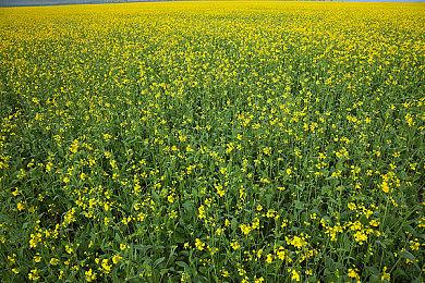 玩《永劫无间》延迟高怎么办？ 用网易UU加速器让你体验丝般顺滑